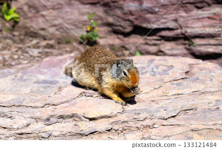 A close-up of a Columbian Ground Squirrel sitting on a red argillite rock at Logan Pass, Glacier National Park. The small rodent is eating, with a reddish-brown nose and paws A close-up of a Columbian Ground Squirrel sitting on a red argillite rock at Logan Pass, Glacier National Park. The small rodent is eating, with a reddish-brown nose and paws 133121484