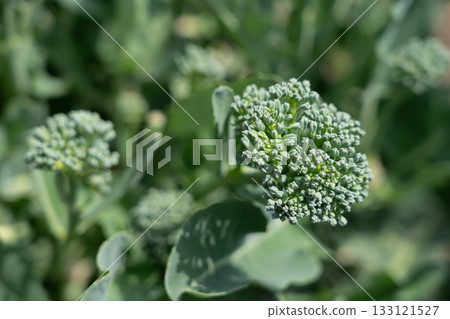 Broccoli cultivation: Broccoli growing from the side, side shoots (April), home garden 133121527