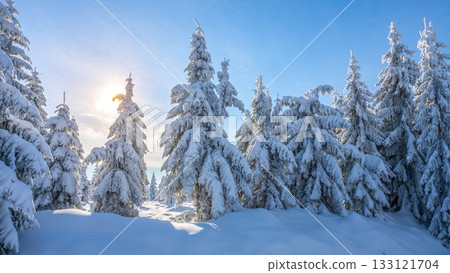 Spruce forests on sunny winter day. Jizera Mountains, Czech Republic Spruce forests on sunny winter day. Jizera Mountains, Czech Republic 133121704