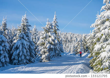 Cross country skiing on sunny winter day. Lonesome sporting woman in freezy snowy landscape of Jizera Mountains, Czech Republic Cross country skiing on sunny winter day. Lonesome sporting woman in freezy snowy landscape of Jizera Mountains, Czech Republic 133121705