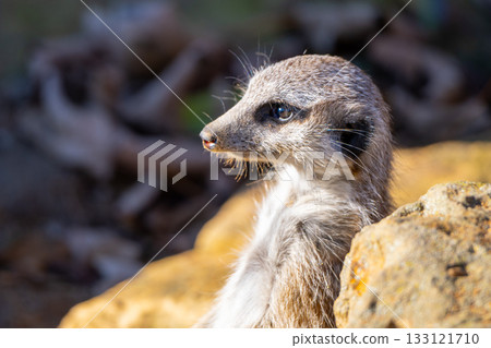 Detailed view of meerkat - Suricata suricatta. Small african cat-like carnivore animal. Detailed view of meerkat - Suricata suricatta. Small african cat-like carnivore animal. 133121710