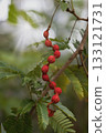 一種結著形狀奇特的紅色漿果的植物。 133121731