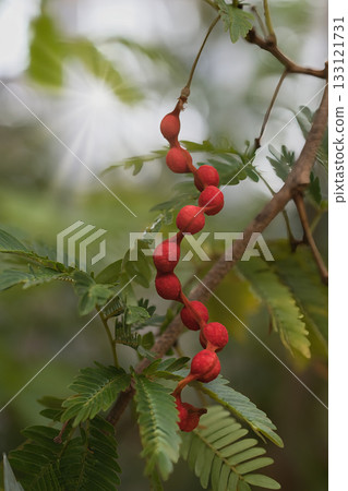 一種結著形狀奇特的紅色漿果的植物。 133121731