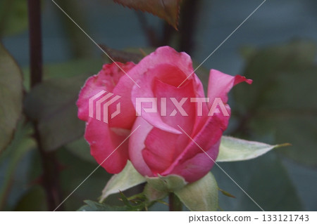 rose	 133121743