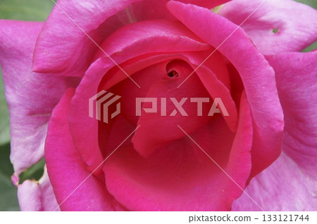 rose	 133121744