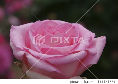 rose rose 133121774