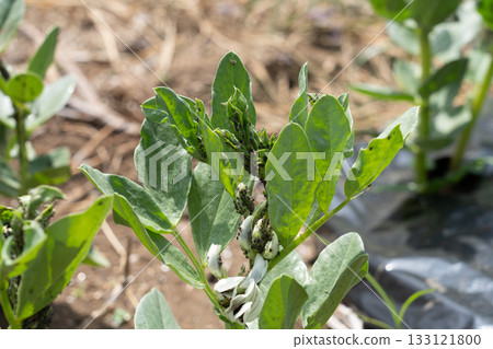 Aphid damage to broad beans (home garden) April Aphid damage to broad beans (home garden) April 133121800