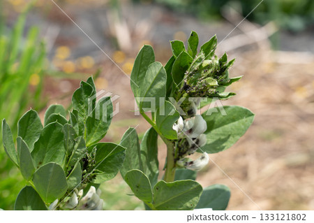 四月蠶豆遭受蚜蟲侵害（家庭菜園） 133121802