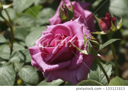 rose rose 133121813