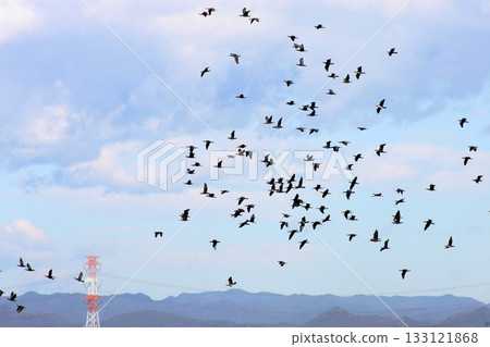Birds, kites, kites (2025.11.3) This is the first time I've seen so many. There were about 140 kites. 133121868