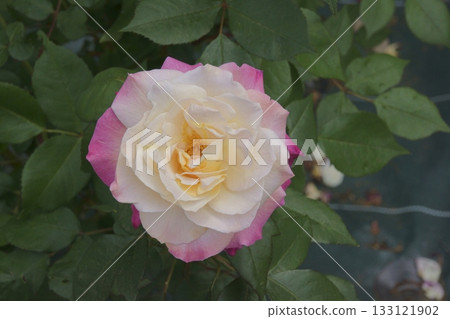 rose	 133121902