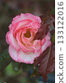 玫瑰濕雨 133122016