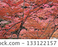 Bright red autumn leaves: Okutsu Valley 133122157