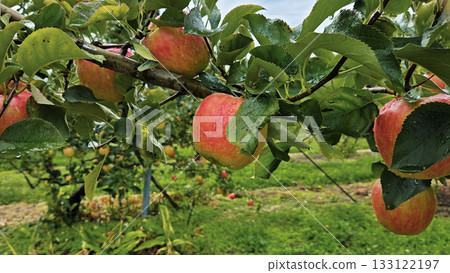 蘋果秋收和果園 133122197