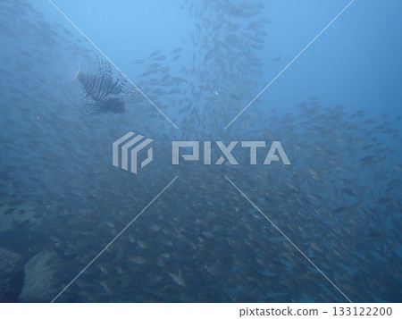 一群魚在蔚藍的大海中游弋 133122200