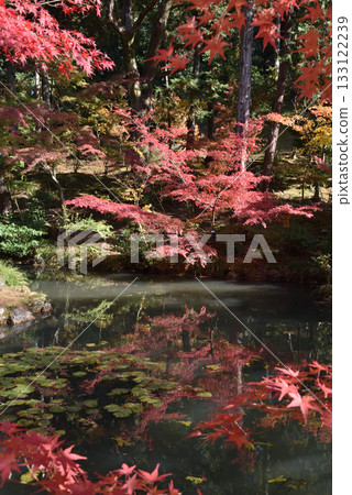 Konkai-Komyoji Temple, Hojo North Garden, Red Maples and Yoroinoike Pond (Sakyo Ward, Kyoto City) 133122239