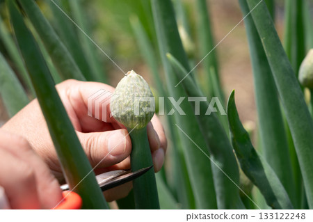 一名男子正用剪刀採摘韭菜嫩芽。韭菜嫩芽（四月）。家庭花園。 133122248