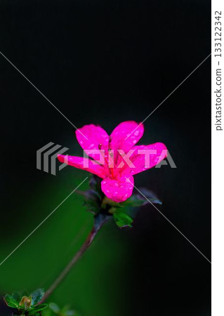 紅杜鵑花 133122342