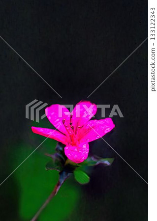 紅杜鵑花 紅杜鵑花 133122343
