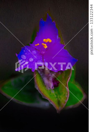 雨水浸濕的紫色茉莉花 雨水浸濕的紫色茉莉花 133122344
