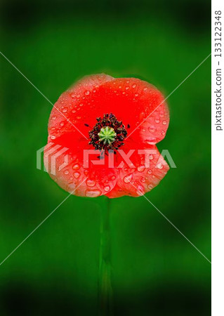 Red Poppy Flower Red Poppy Flower 133122348
