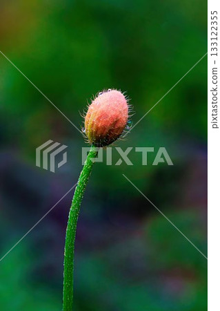 Corn poppy buds about to bloom 133122355