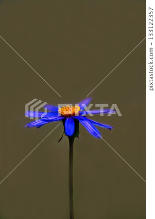 Blue Daisy Blue Daisy 133122357