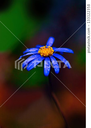 Blue Daisy Flower Blue Daisy Flower 133122358