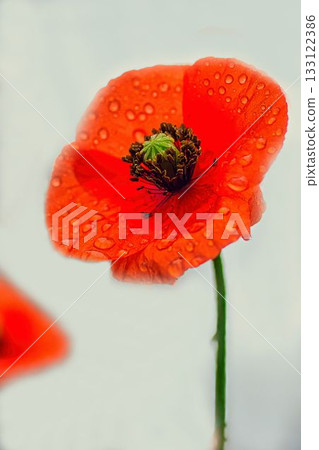 Red poppy flower Red poppy flower 133122386