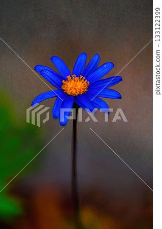 藍色 藍色 雛菊 花 藍色 藍色 雛菊 花 133122399