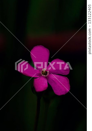 紅色氣球花 紅色氣球花 133122405