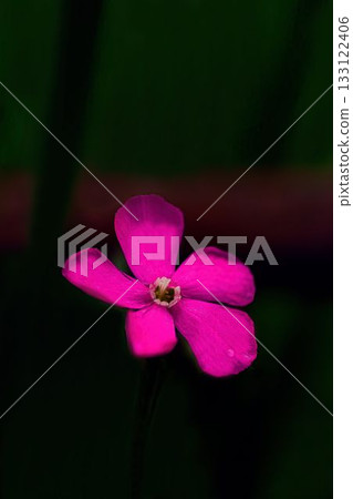 紅色氣球花 紅色氣球花 133122406