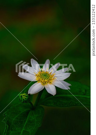 White daisy flowers 133122412