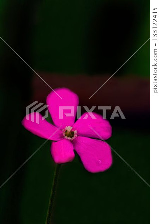紅色氣球花 紅色氣球花 133122415