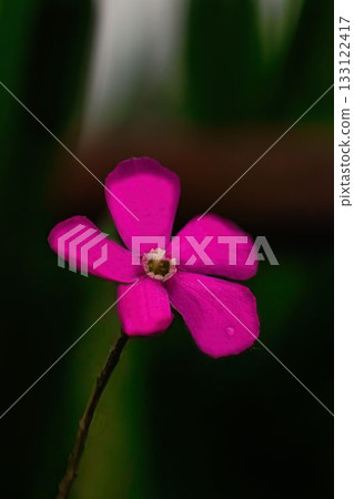 Red balloon flower Red balloon flower 133122417