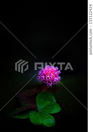 紅姬菖蒲 133122424