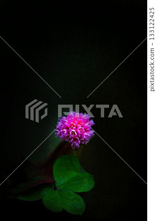 紅姬菖蒲 133122425