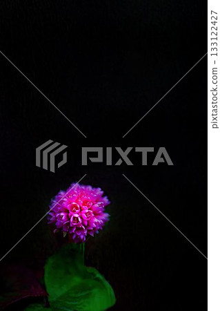 小粉紅蕎麥 133122427