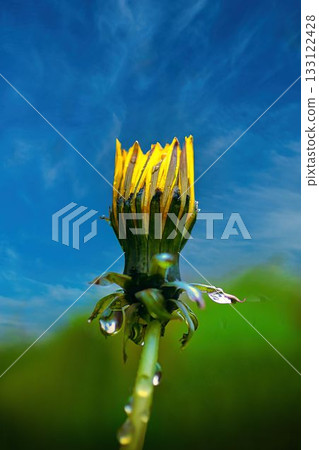 蒲公英伸向天空 蒲公英伸向天空 133122428