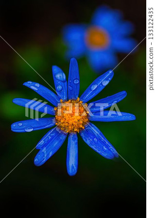 藍色雛菊在雨中濕透 藍色雛菊在雨中濕透 133122435