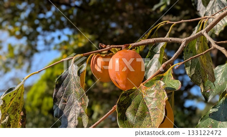 Orange-ripened persimmons on the tree and blue sky Orange-ripened persimmons on the tree and blue sky 133122472