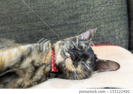 Sabi cat 133122492