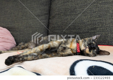 Sabi cat 133122493
