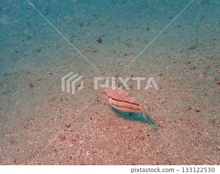 A northern sea urchin fish swimming on the sandy bottom of the sea 133122530