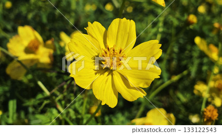 Yellow cosmos yellow flowers autumn 133122543
