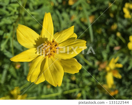 黃色波斯菊，秋季的黃色花朵 133122544