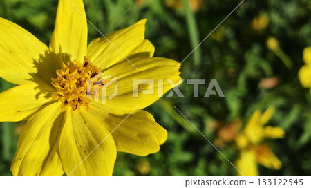 黃色波斯菊，秋季的黃色花朵 133122545