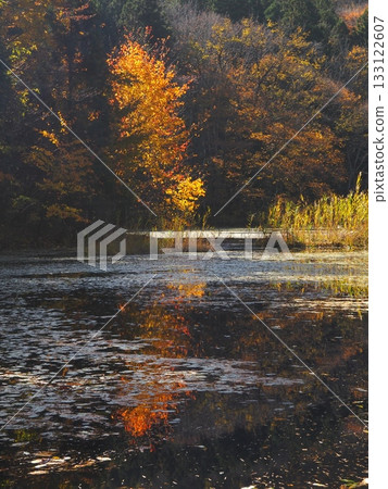 Autumn leaves in the swamp (20251108112444) Autumn leaves in the swamp (20251108112444) 133122607