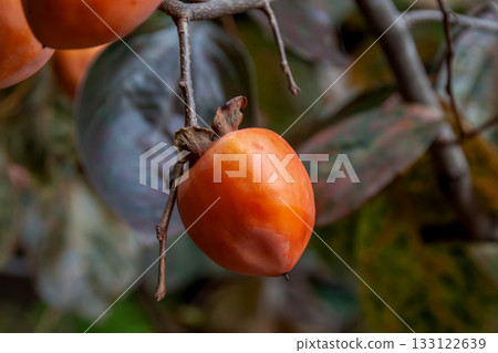 Yotsumizo persimmons are astringent, but once the astringency is removed, they have a unique sweetness. Yotsumizo persimmons are astringent, but once the astringency is removed, they have a unique sweetness. 133122639