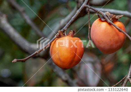 四水柿子澀味較重，但去除澀味後，會散發出獨特的甜味。 133122640
